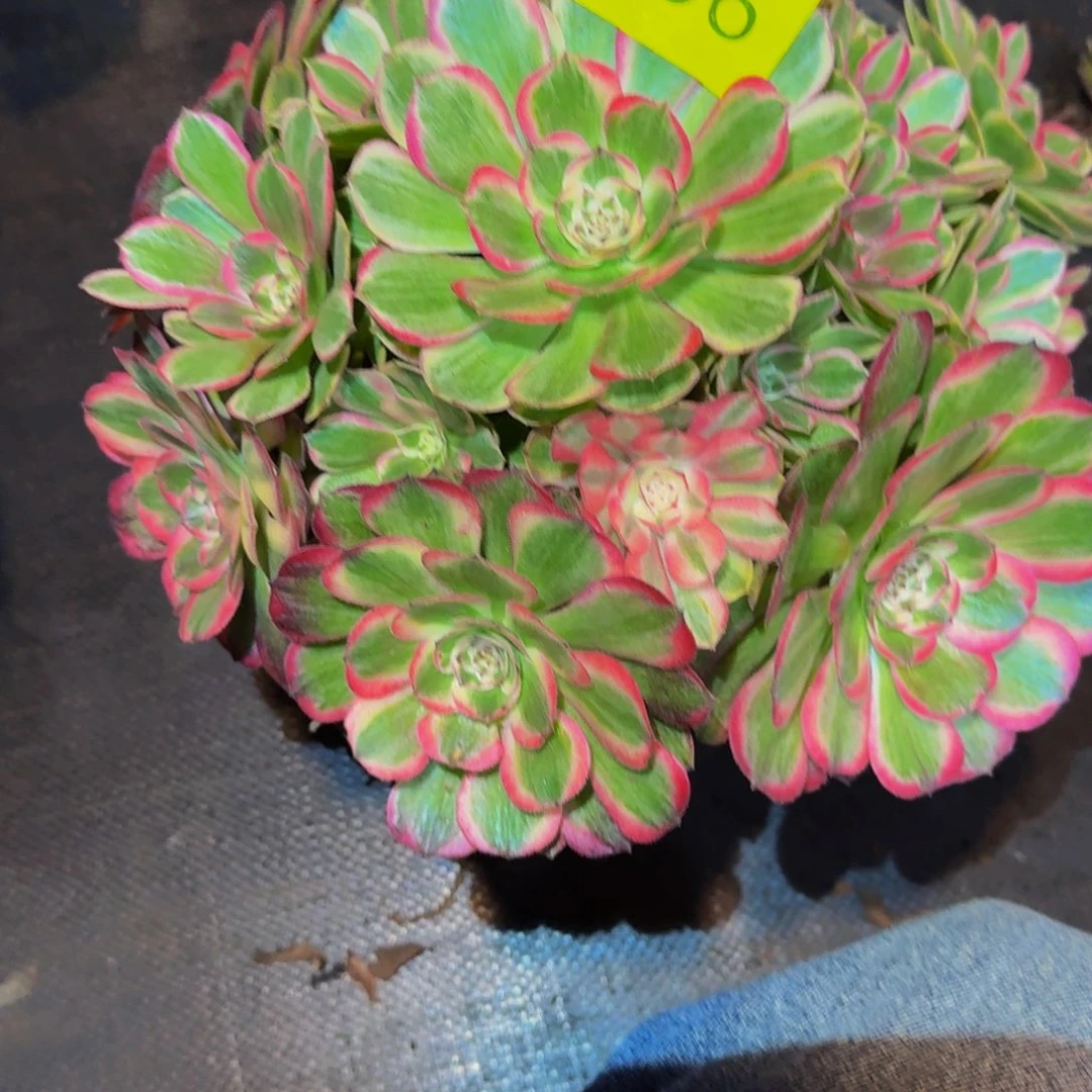 你***嗎006号多肉断肢福利出