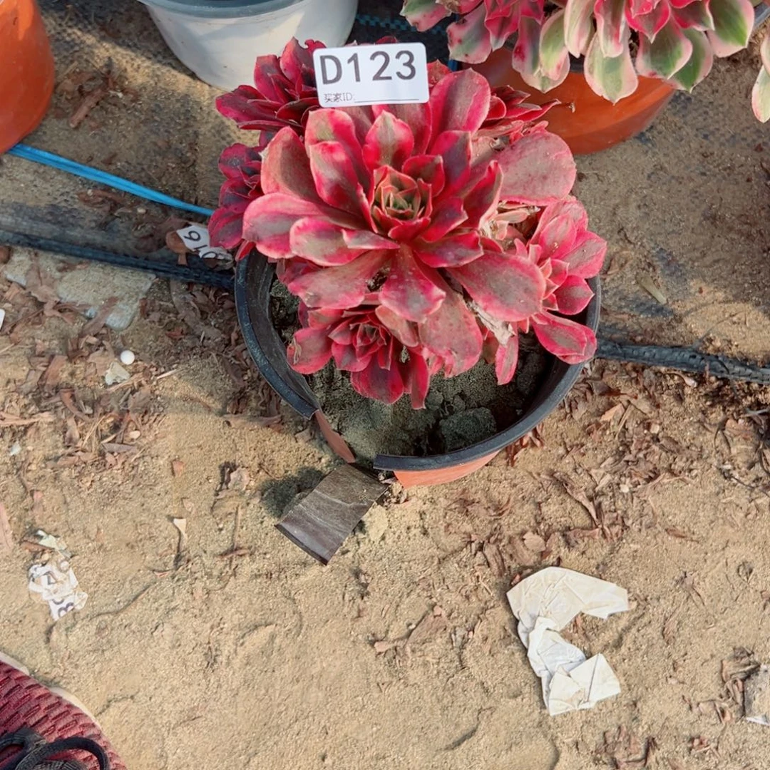 123女妖多肉植物法师