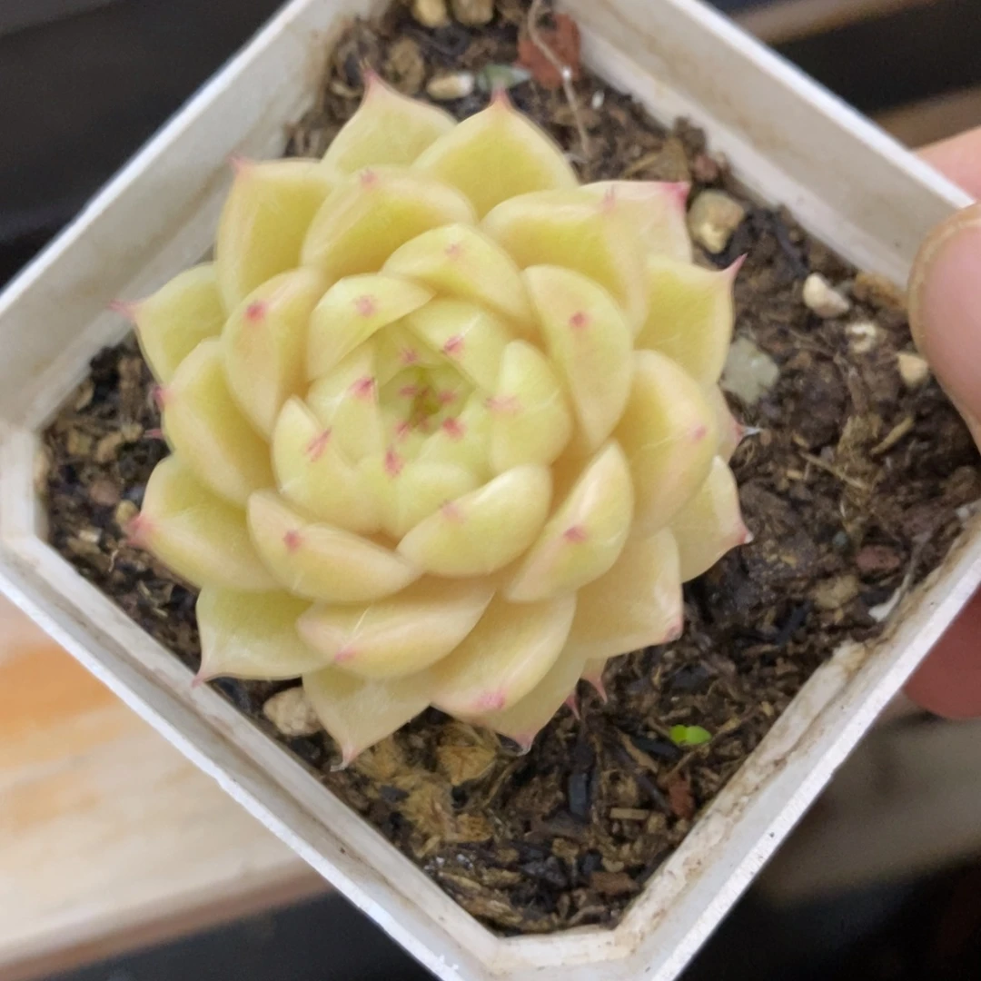 精品多肉一物一一拍不包整121