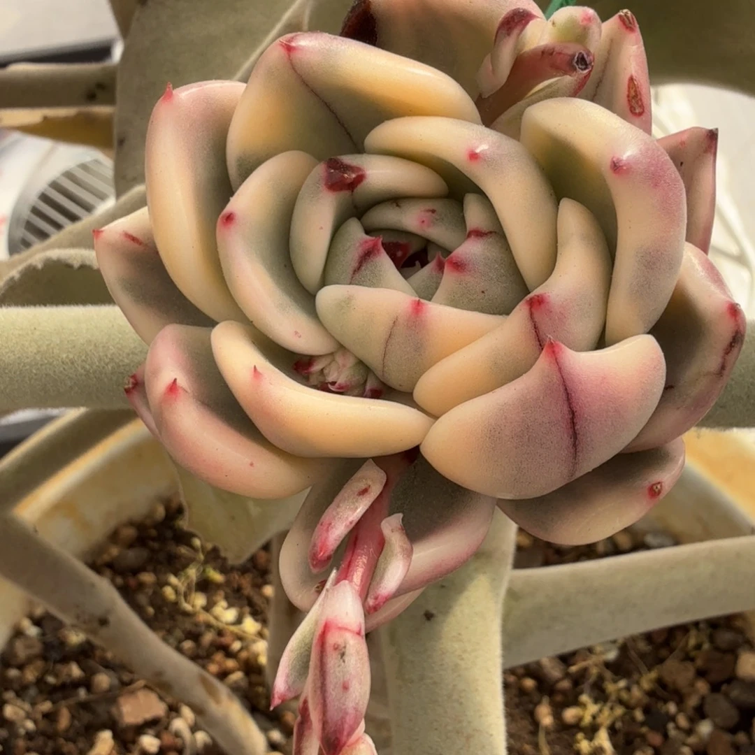 无名安吉园艺锦锦锦