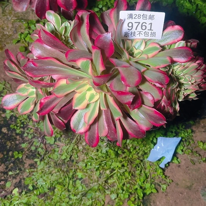 9761美杜莎缀多肉植物