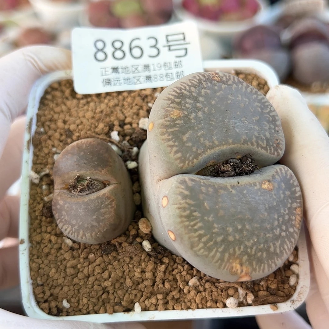 好养易活生石花大母本8863