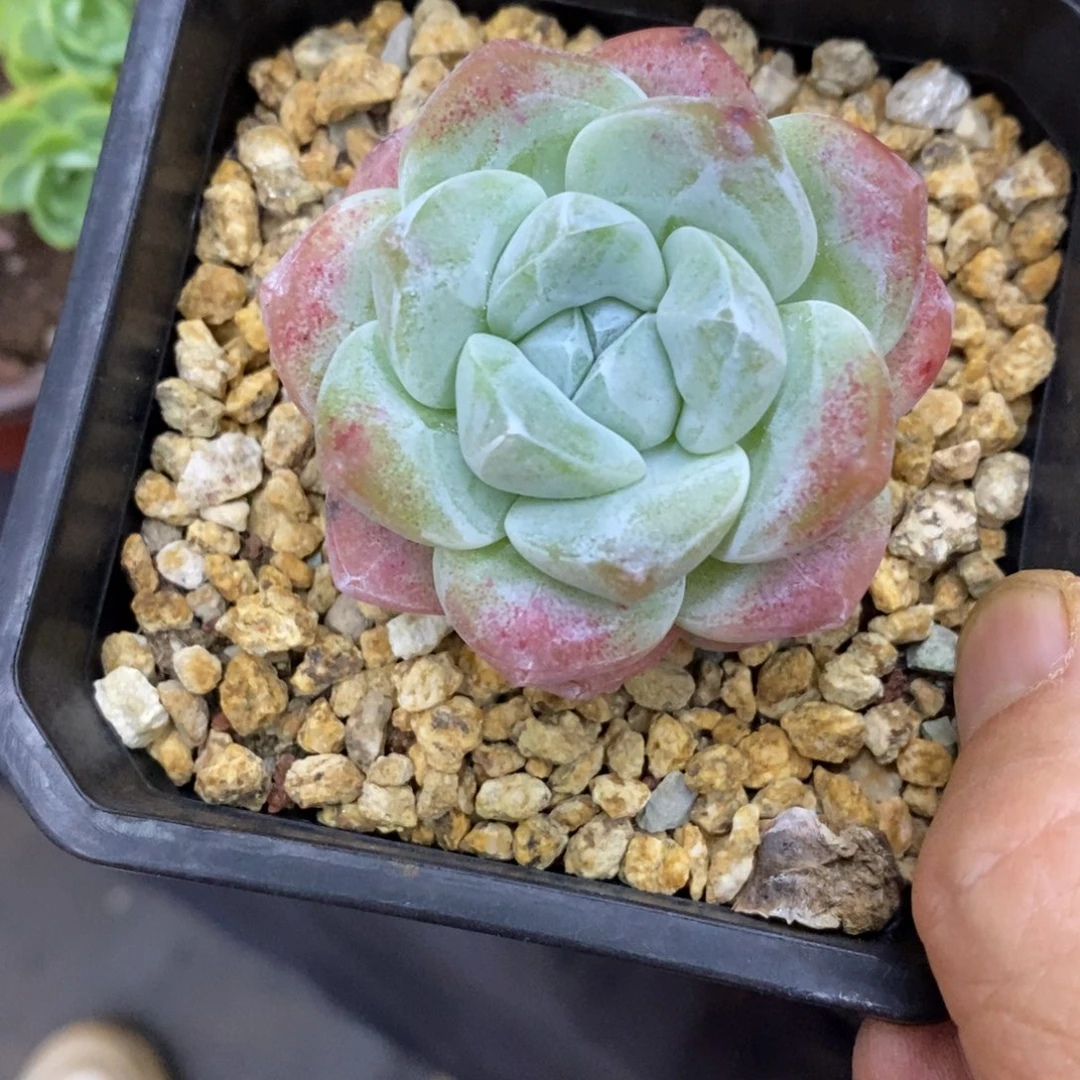 精品多肉一物一拍不包整33