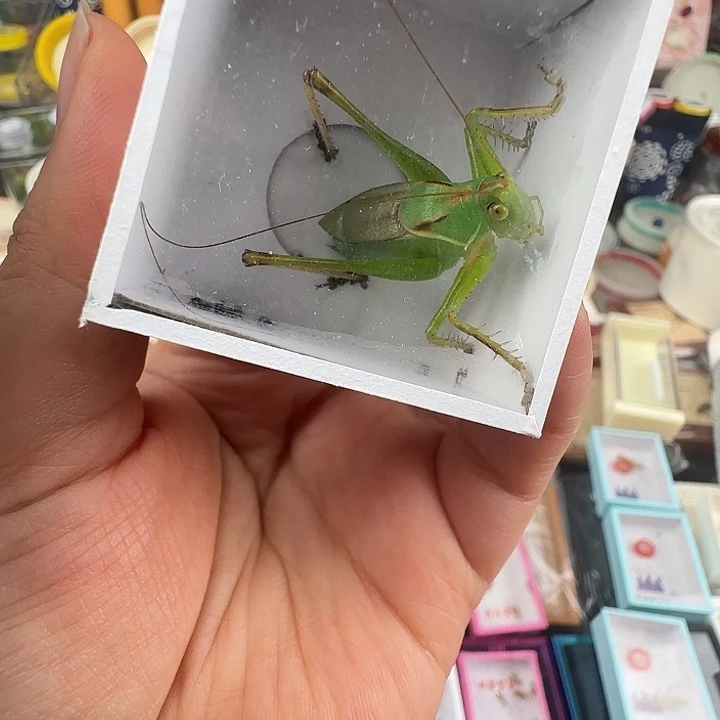 蟋蟀毛……扎嘴一只…………