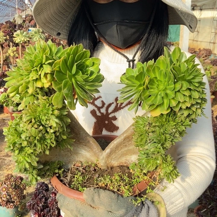流*雨677碧螺春翅膀老桩