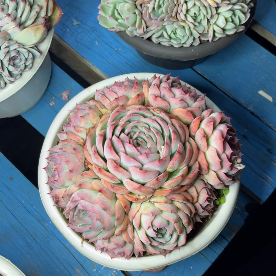 小雨多肉手捧侧影