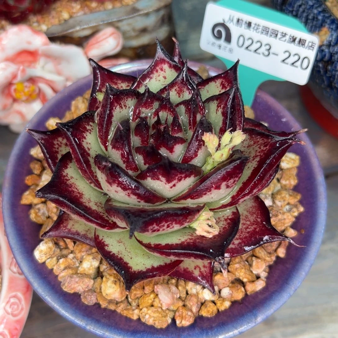 多肉一物一拍0223-220