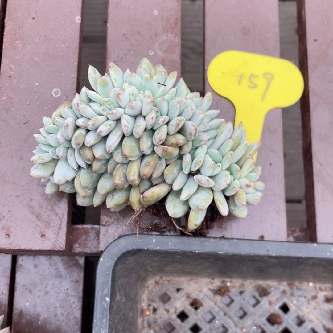 t****石榴子星影缀化瑕疵159