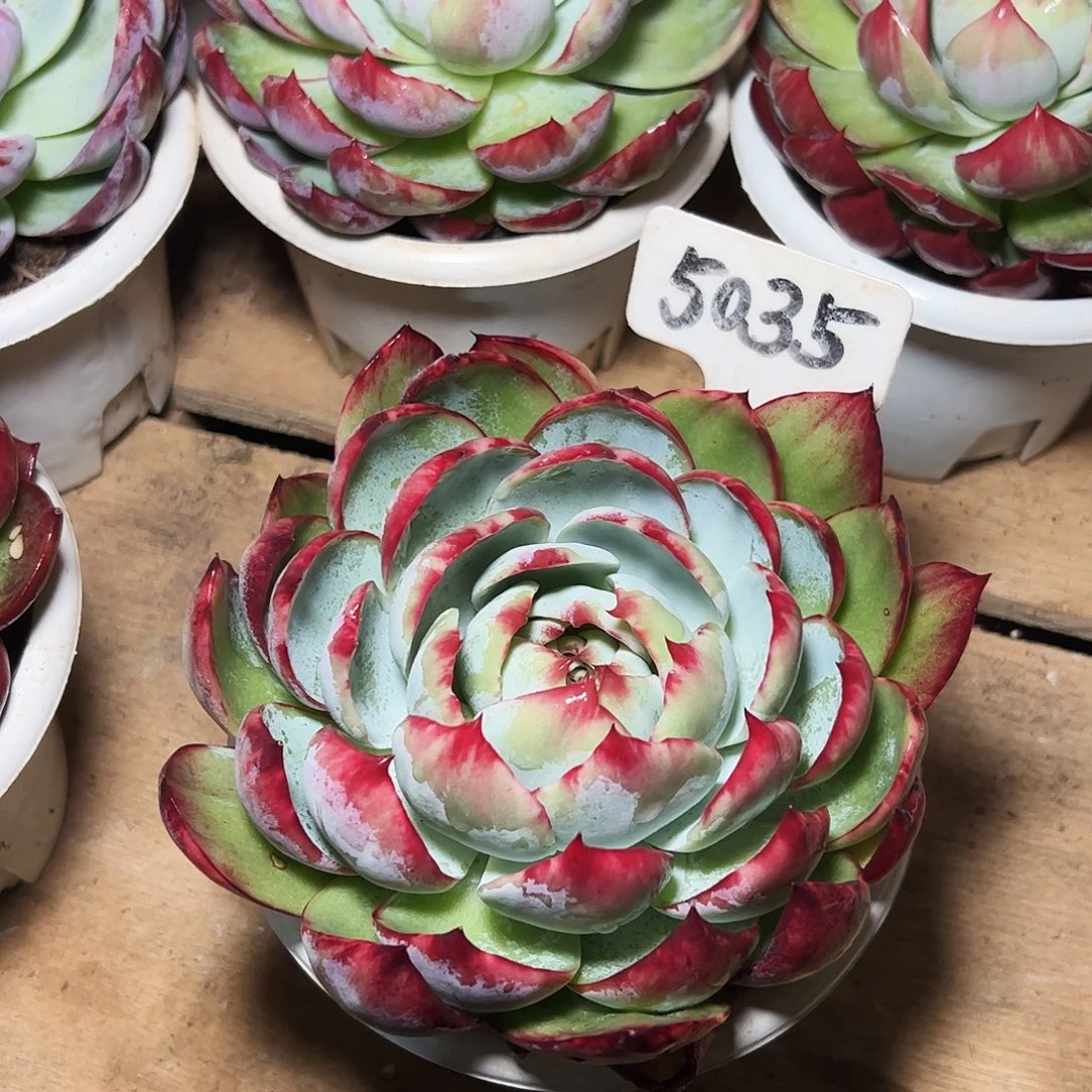 惊鸿仙子一物一拍5035号