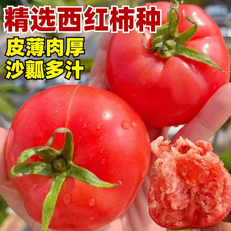 高产老沙瓤西红柿种子四季可种阳台庭院盆栽蔬菜大番茄种皮薄肉厚