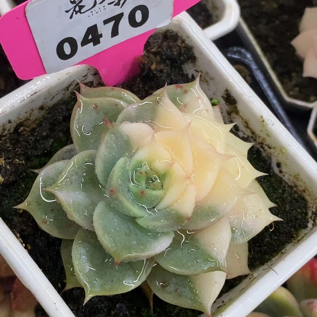 470哈哈哈哈哈哈看