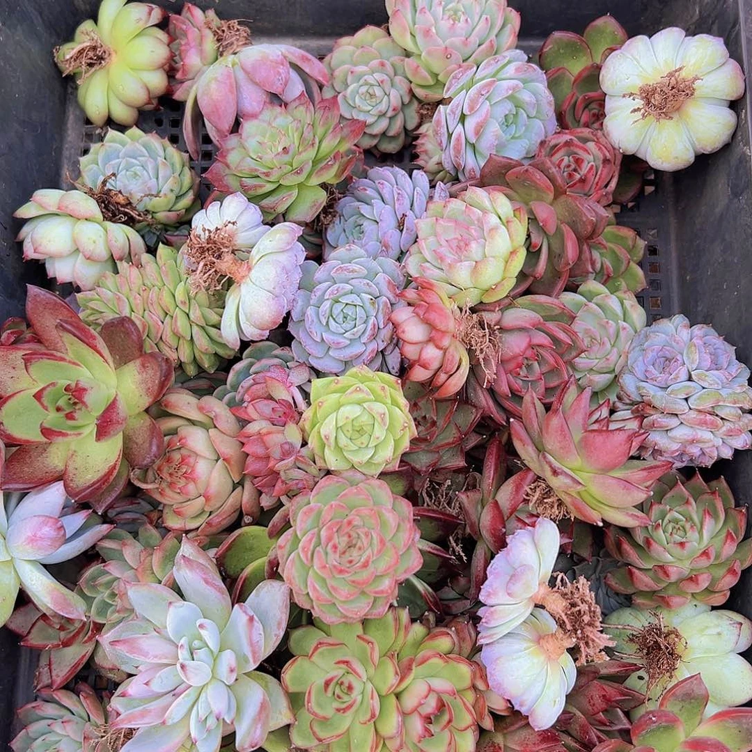 杂交多肉烈酒一筐68个