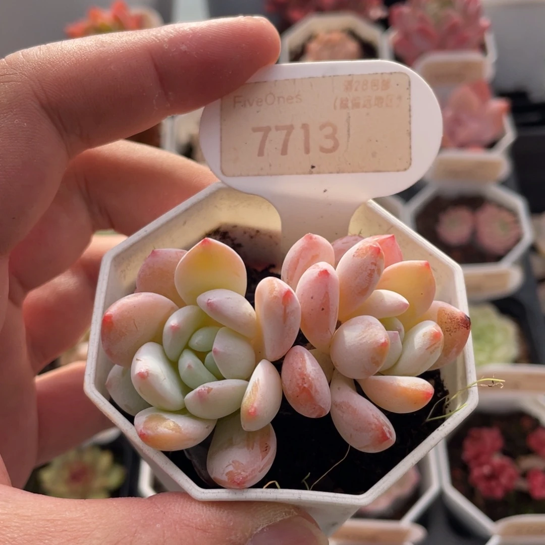 冷香7713-6.5厘米