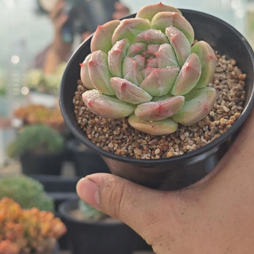 初南一物一拍，特惠福利