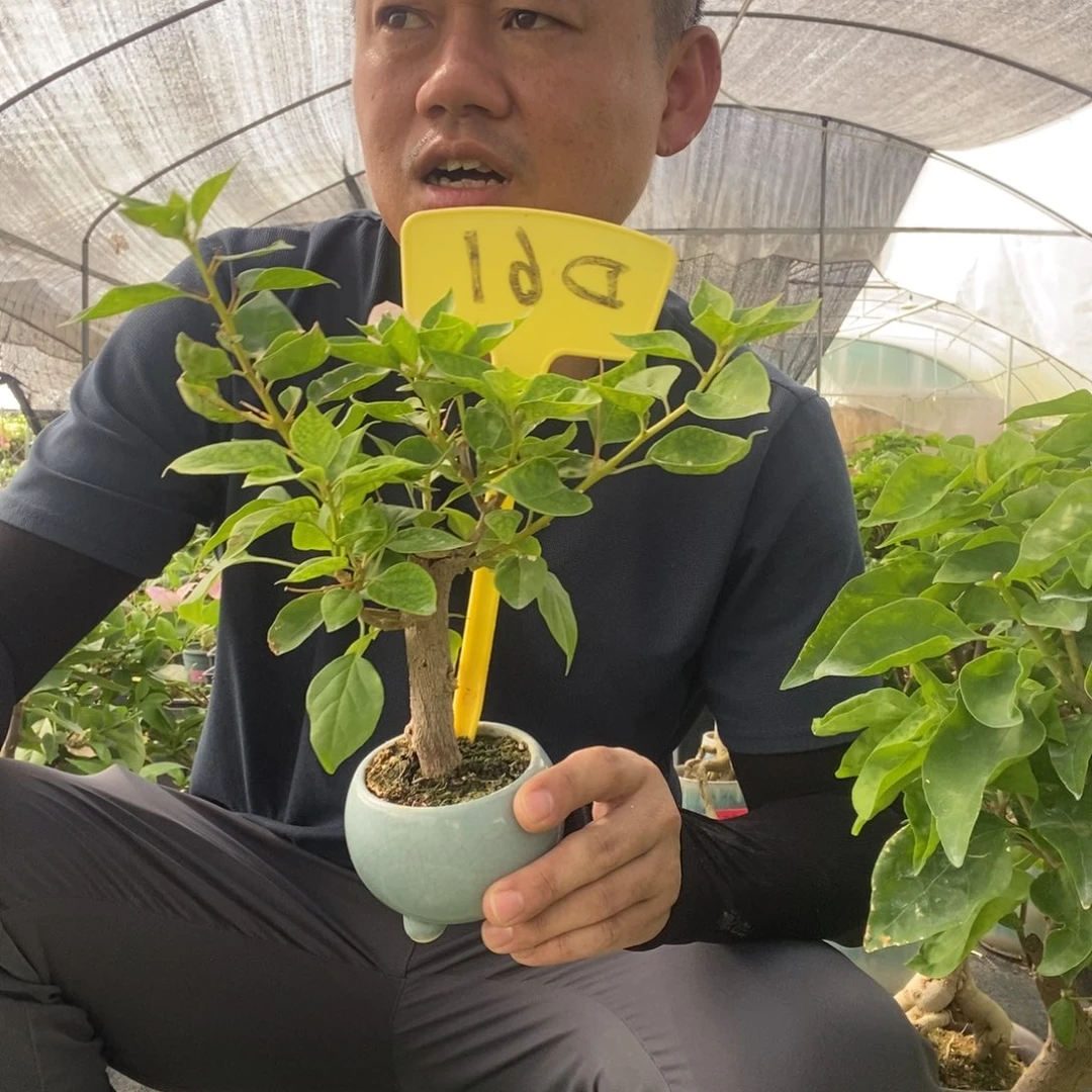 和***铃无花朵暗斑丽人D61