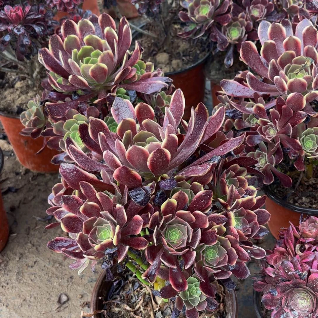 欧嘉莉9.9法师多肉嫩