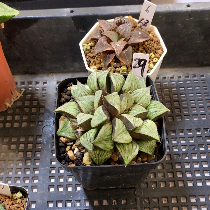 梅***恼实生红纹带盆土发货