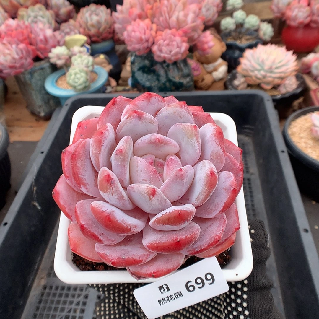 699紫皮橙多肉植物666