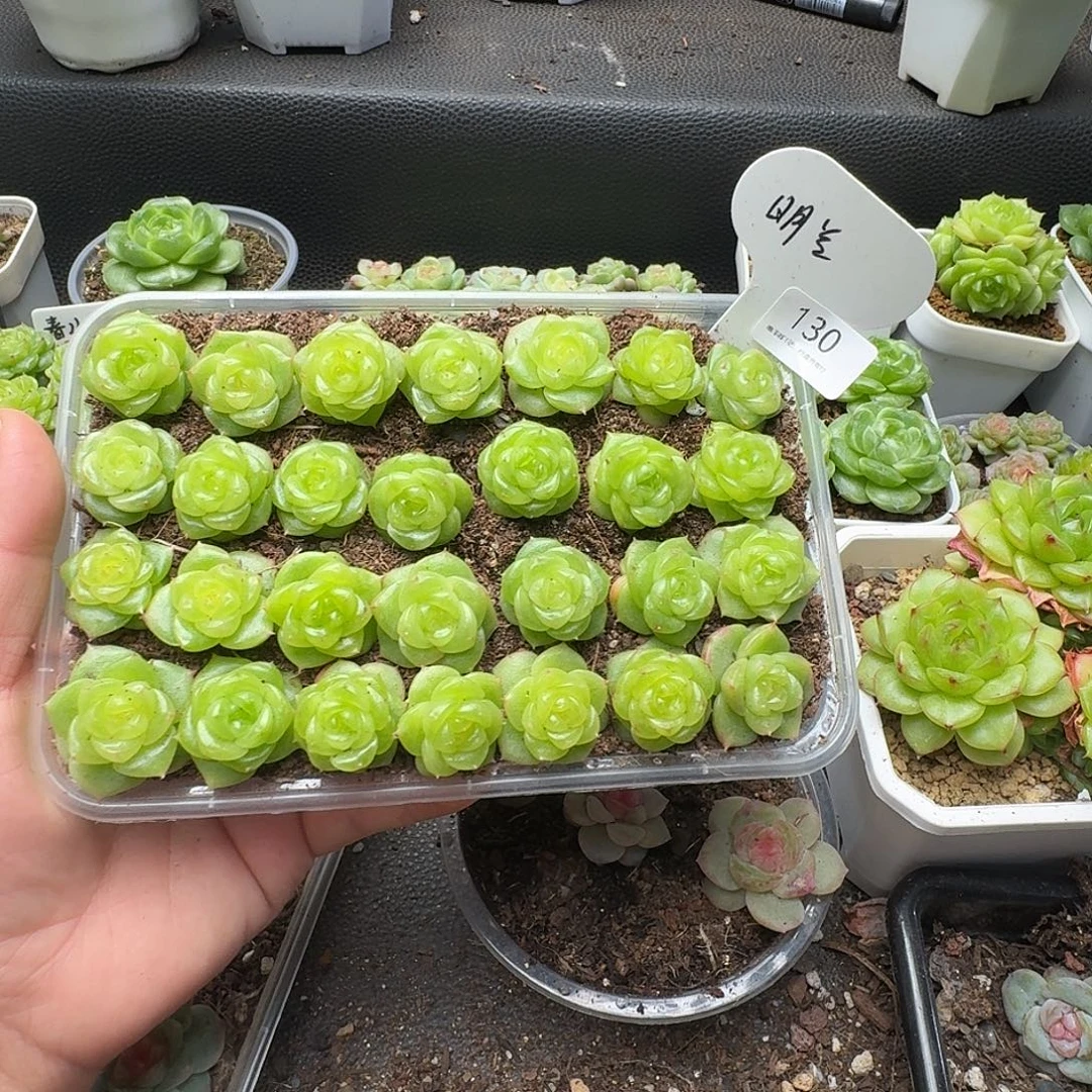N****一物一拍一盒903-130
