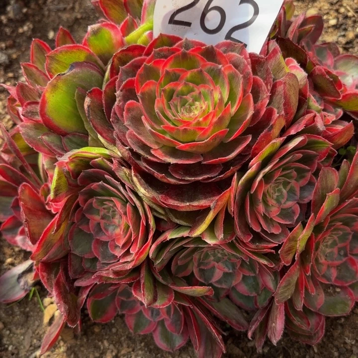 哈哈多肉植物桃花坞的262