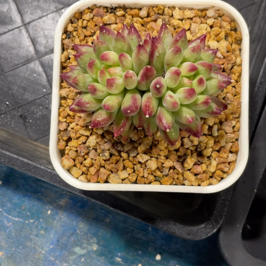 默认寄养，10月发货