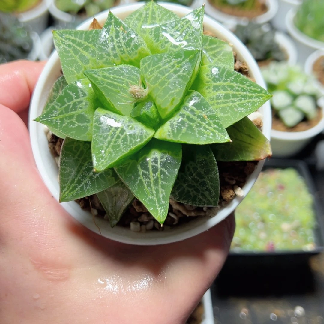 墨***尘2203绿蛙寿多肉植物一颗