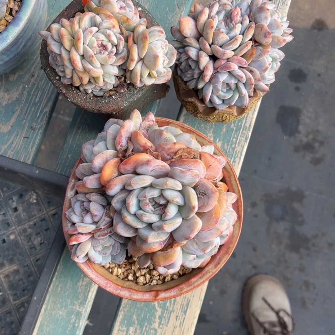 @***g橙子3颗1111111111111111