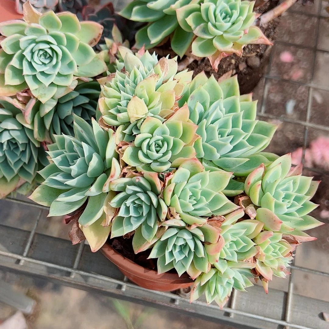 三色堇多头造型精品二盆
