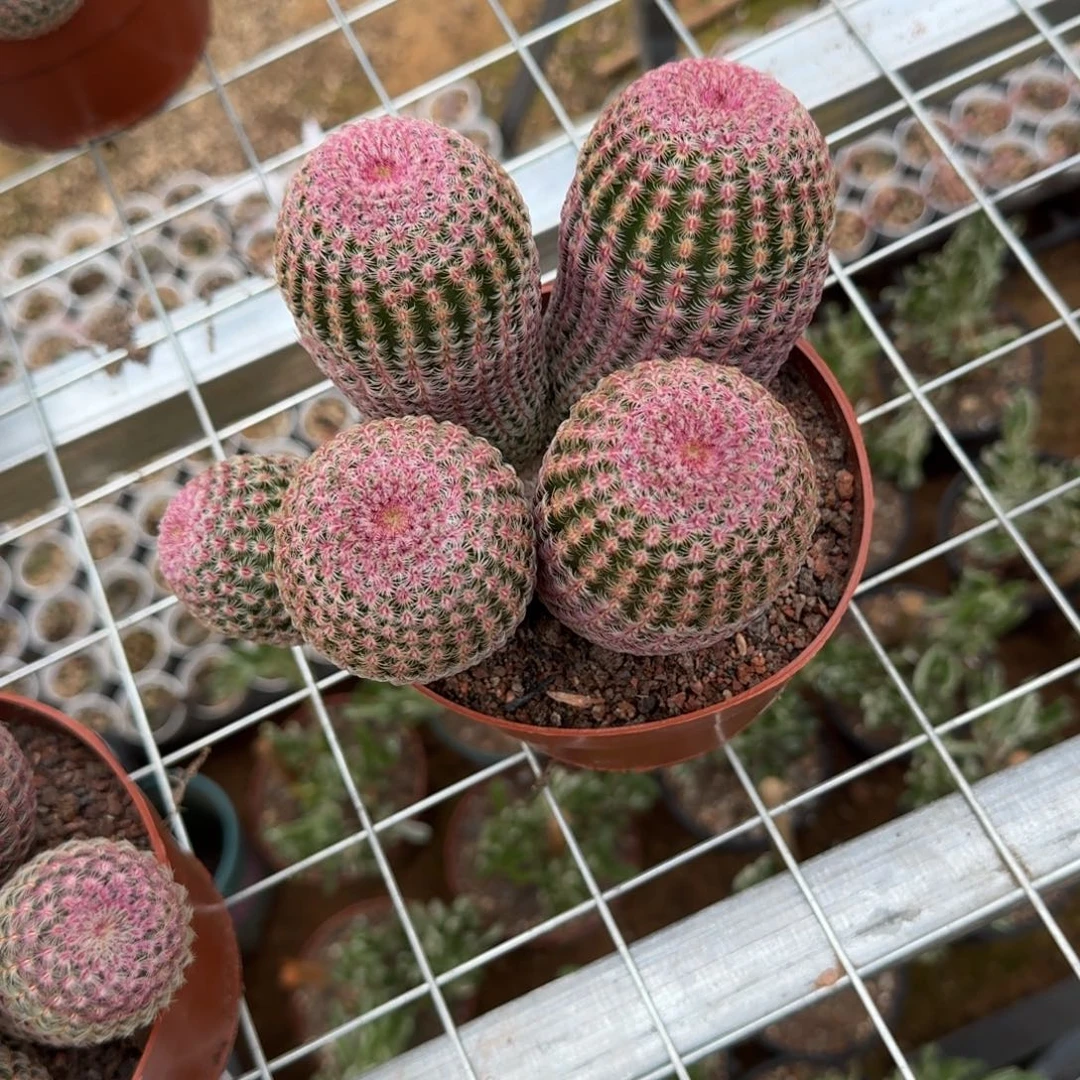 @***木可口可乐了可口可乐