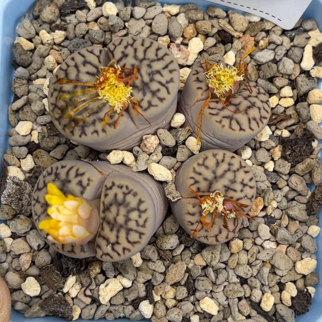 2360群生四头雀卵1大母本