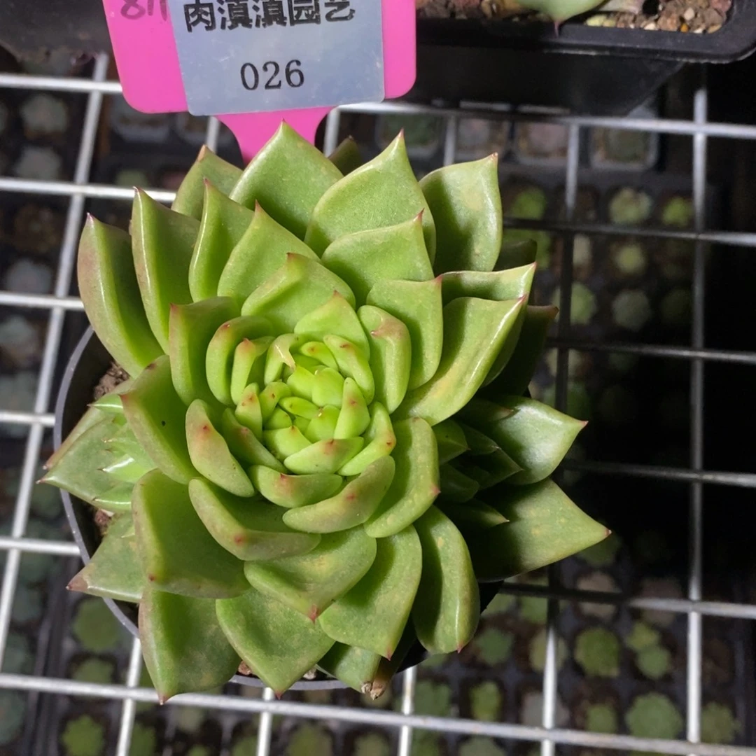 x026-多肉植物 东云内勾