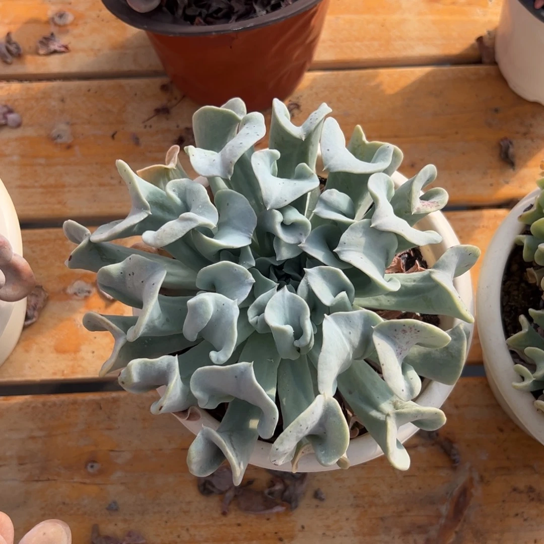 多肉植物单头特玉莲