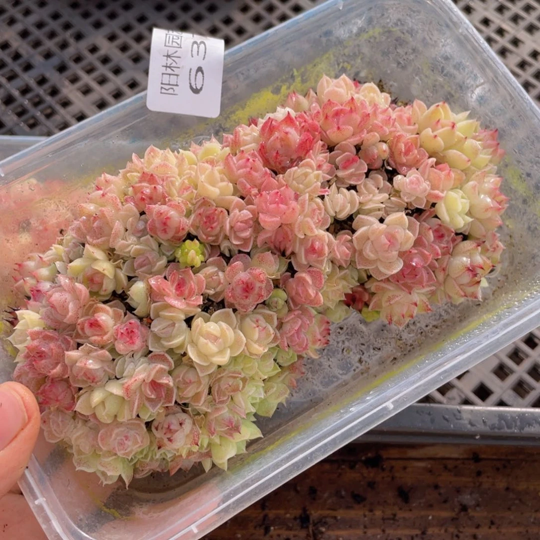 多肉植物多肉植物637