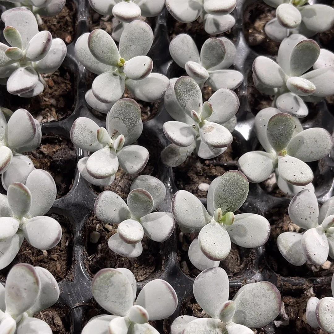 精品乒乓福娘多肉植物