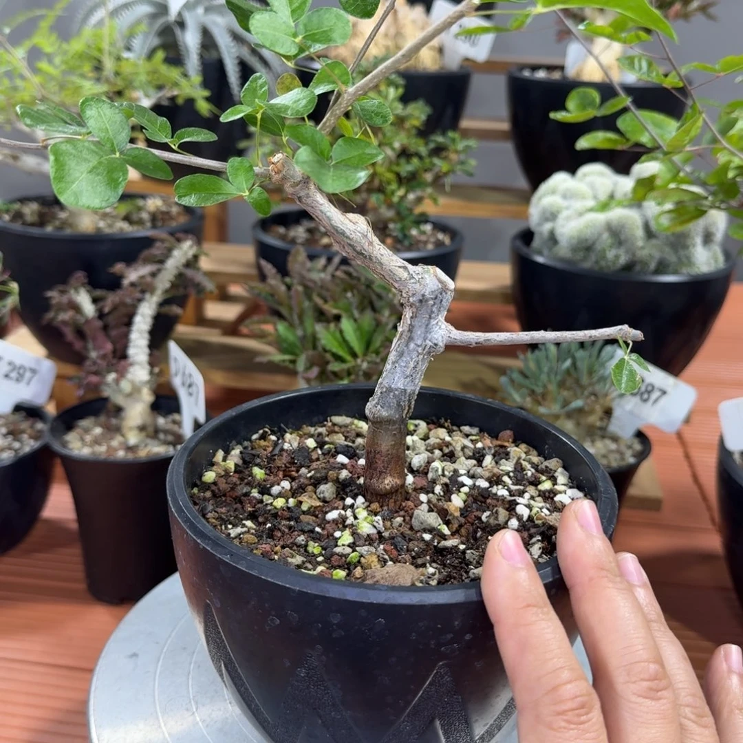 福利奥比克带盆发