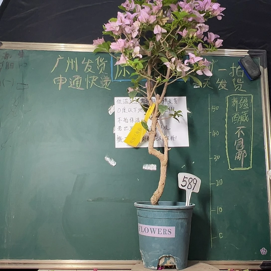 完全开放高95CM 金夫人 原生树头 589