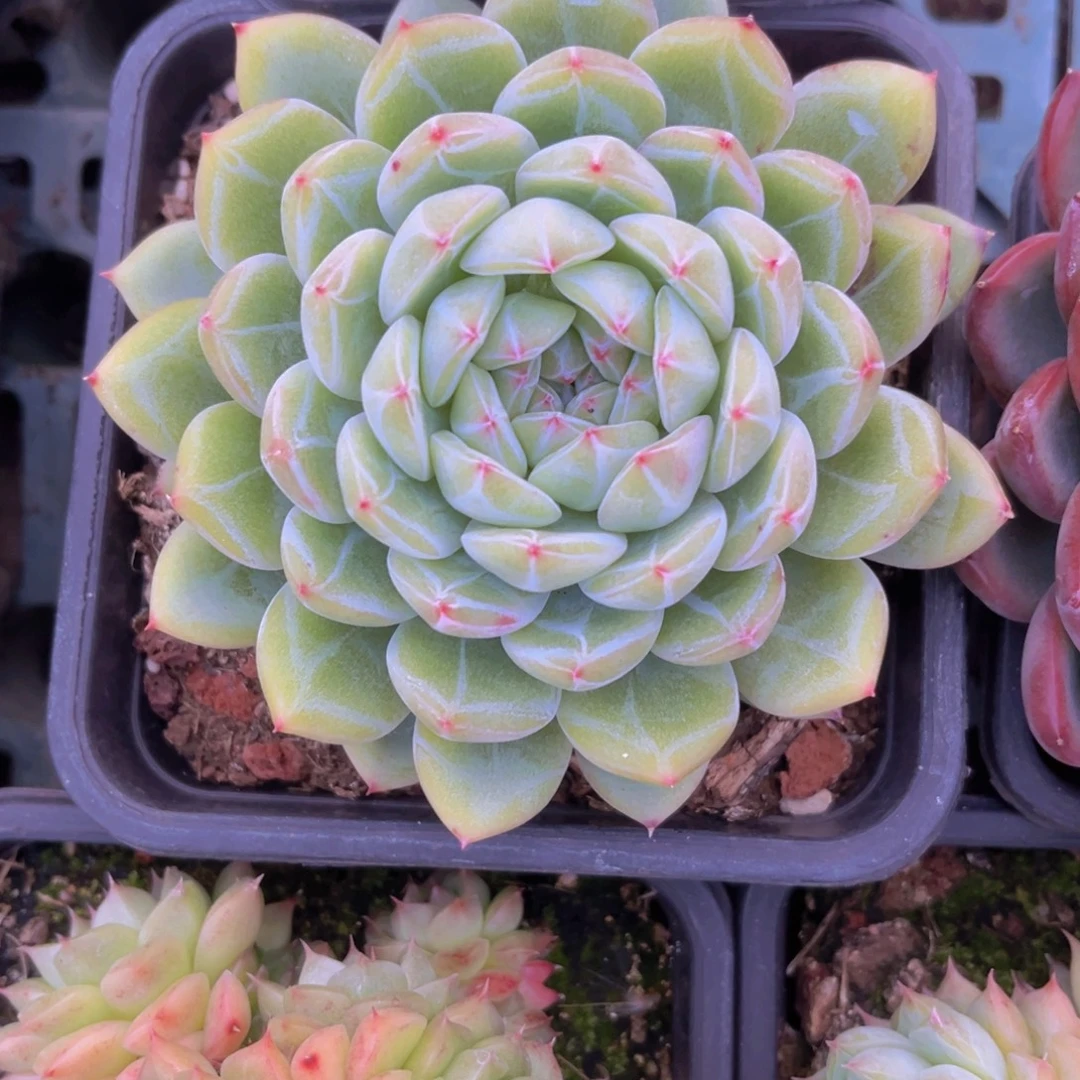 雪花10.5公分O噢噢噢噢噢噢噢噢