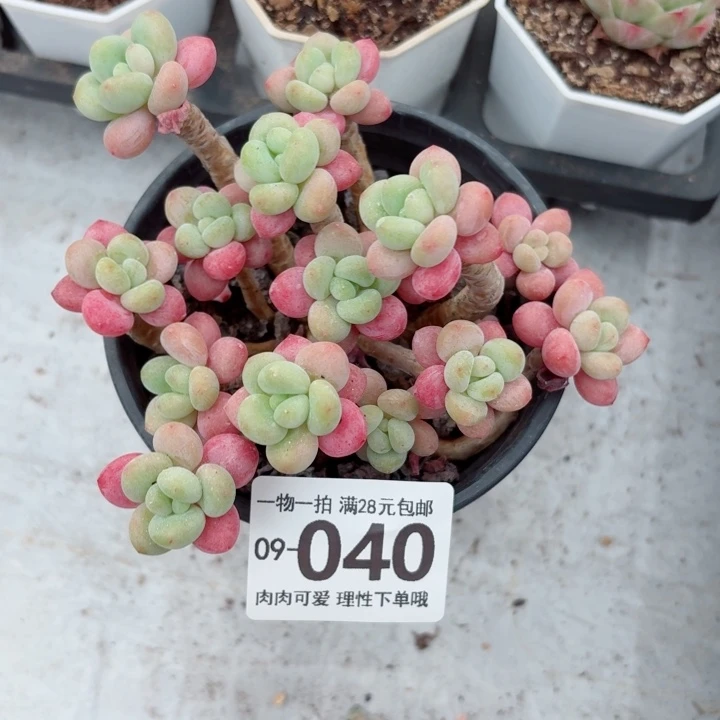 鱼子酱多肉无盆土发货多