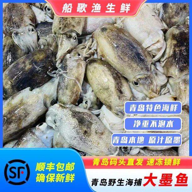 野生墨鱼 琅琊码头海捕