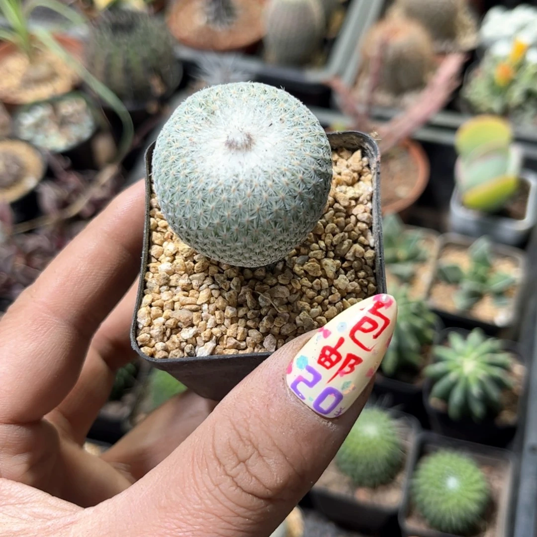 单头实生月世界单头发货有根