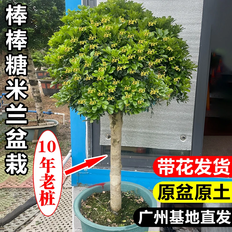 香水米兰花棒棒糖盆栽室内外绿植好养活四季开花庭院驱蚊花卉植物