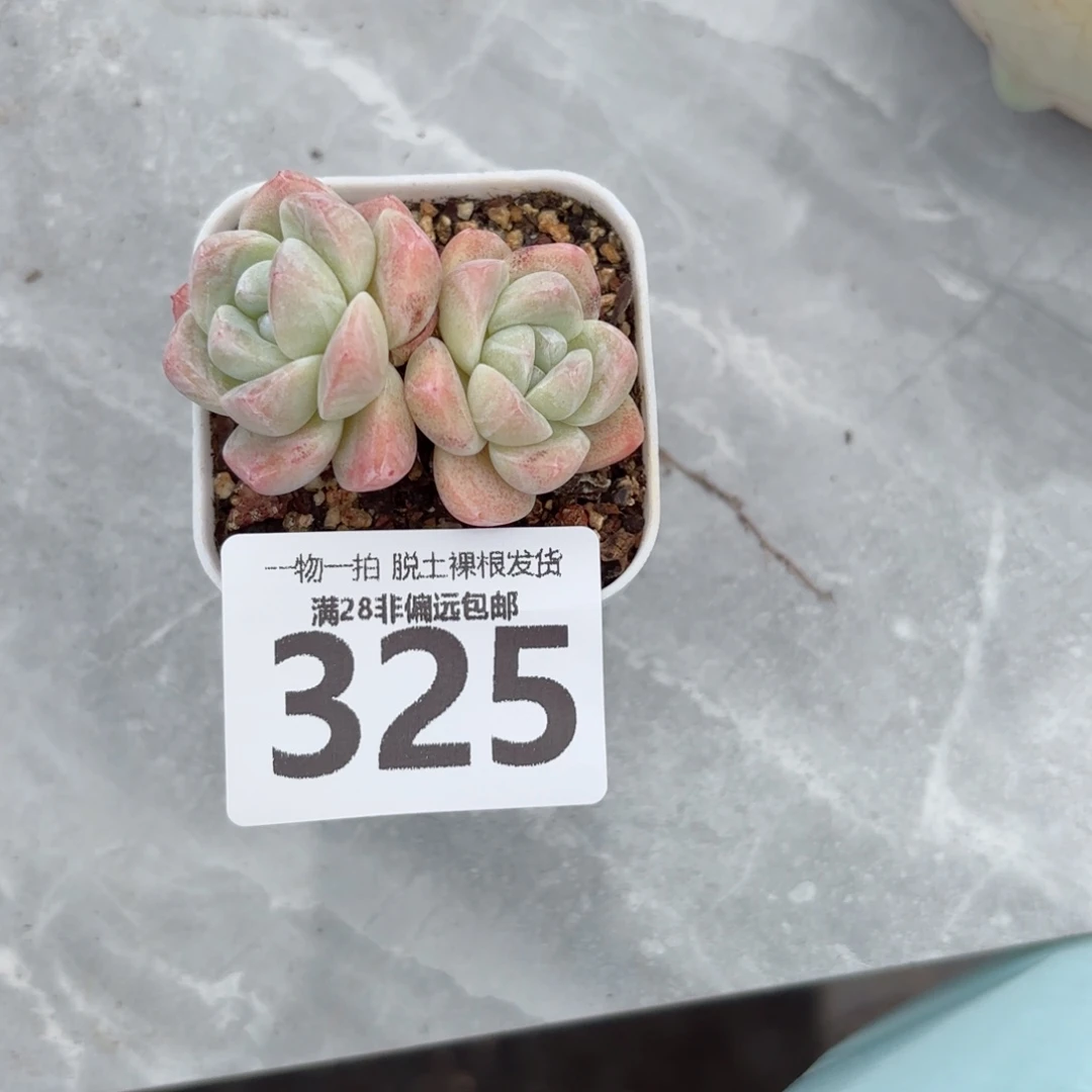 冰玉老桩无盆土发货