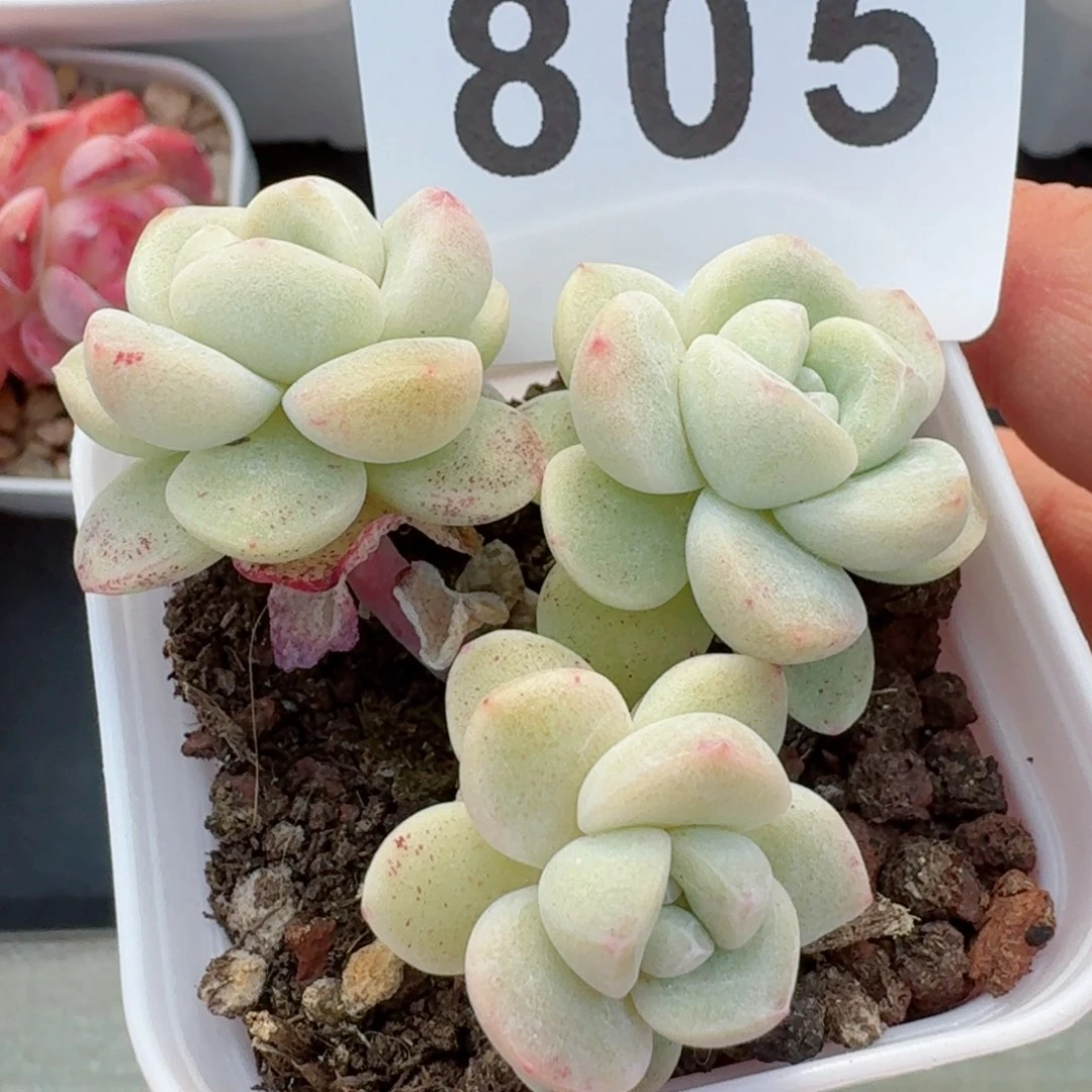 树桩冰玉         精品多肉