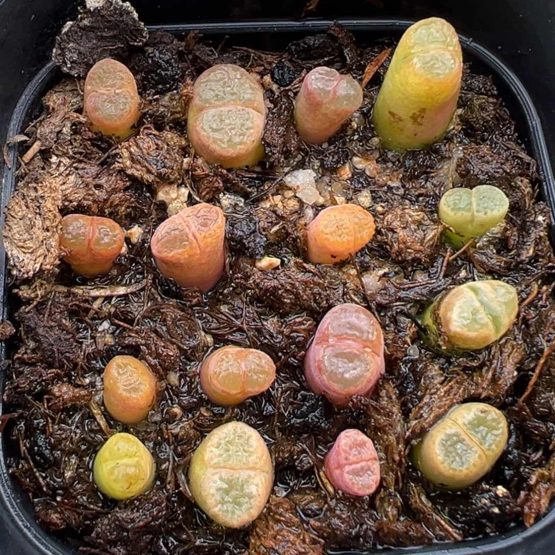 2.14好看的多肉412