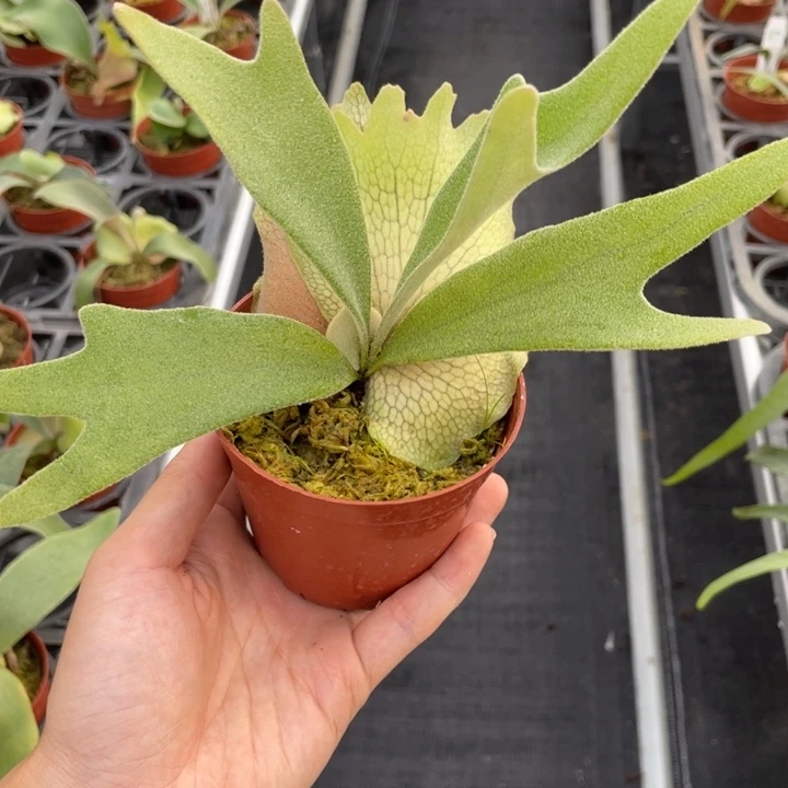 完全开放-七夕福利北猴