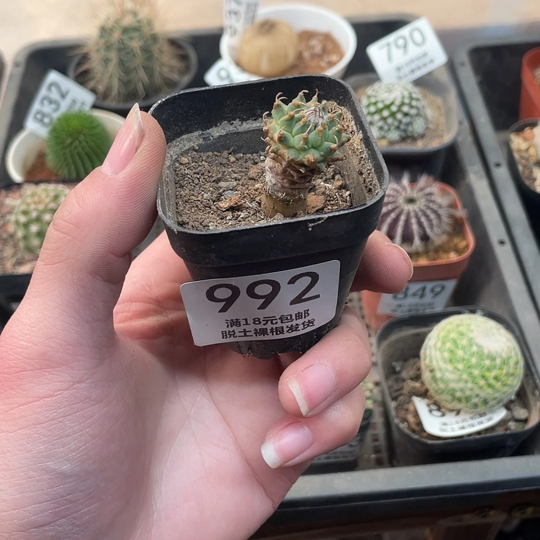 992安德森（满18包邮）