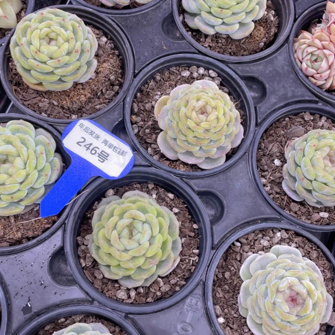 246号白色恋人单头一个