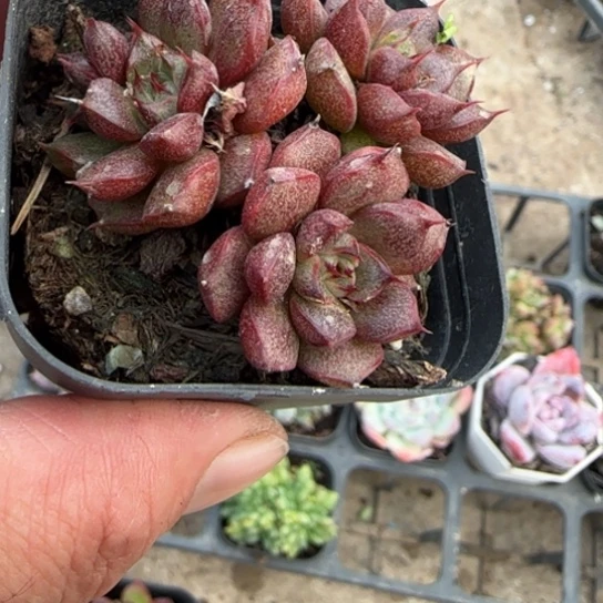 225猫眼多肉植物多