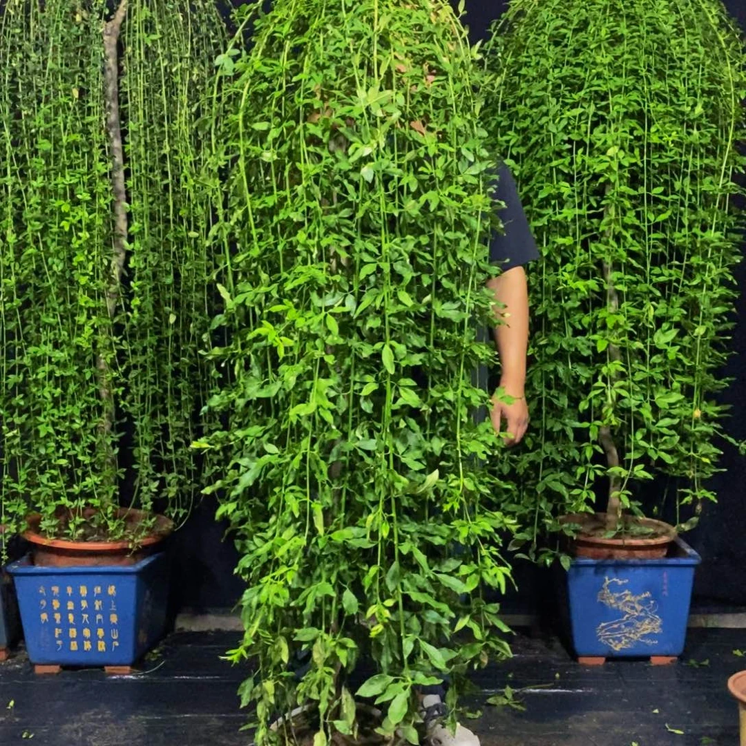 高度167，探春花，一物一拍