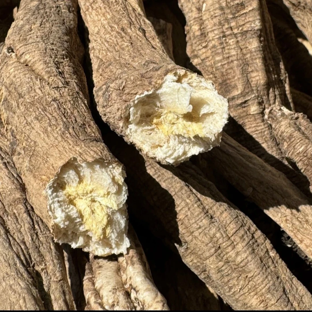 云南大山野生党参